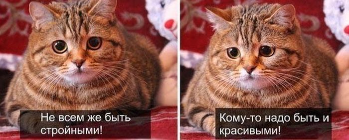 Порция картинок