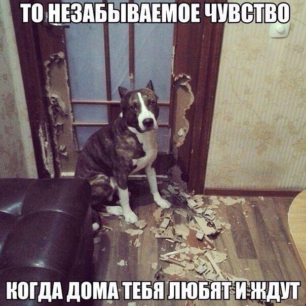 Прикольные картинки (88 фото)