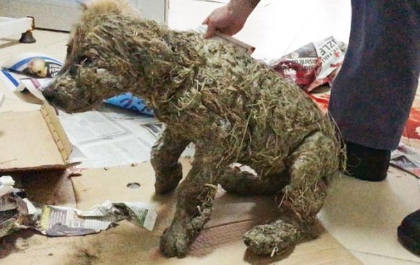 Щенок над которым издевались дети, измазавшие его клеем, был спасен, пока не стало совсем поздно Щенок над которым издевались дети, измазавшие его клеем, был спасен, пока не стало совсем поздно
