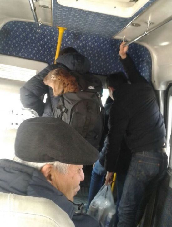 Приколы из общественного транспорта