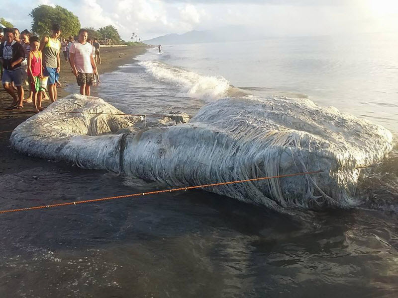 Таинственное морское существо прибило к берегу на Филиппинах