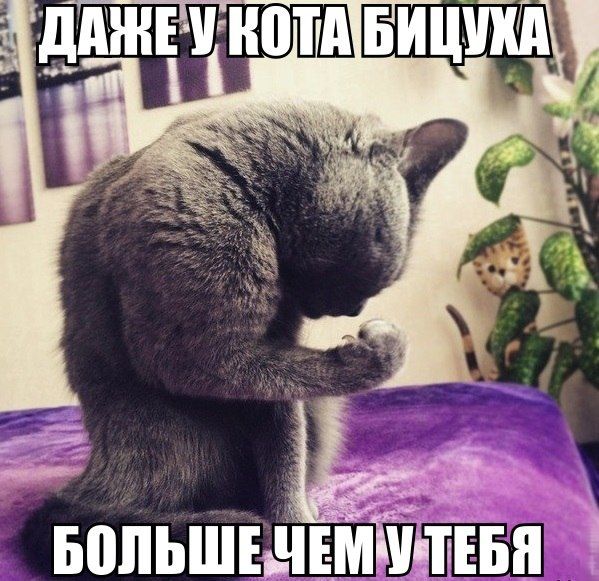 Порция картинок