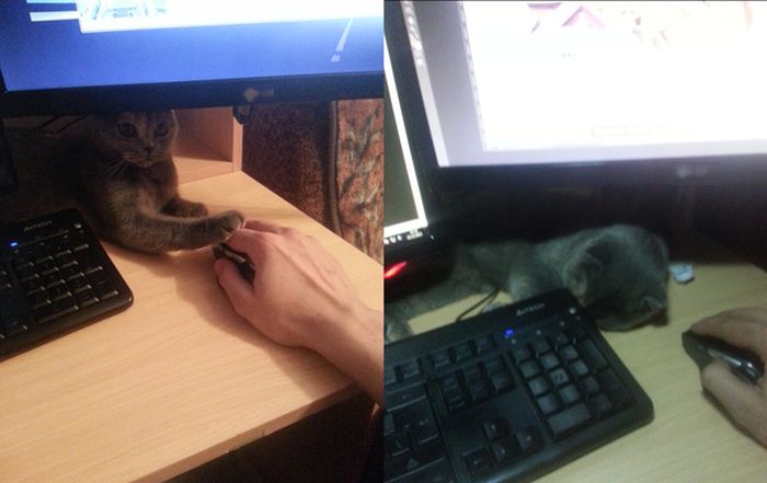Порция картинок