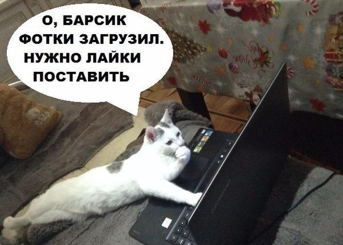 Порция картинок