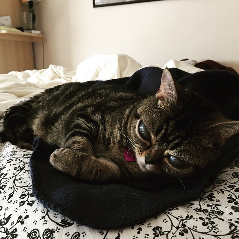 Кошка, похожая на пришельца