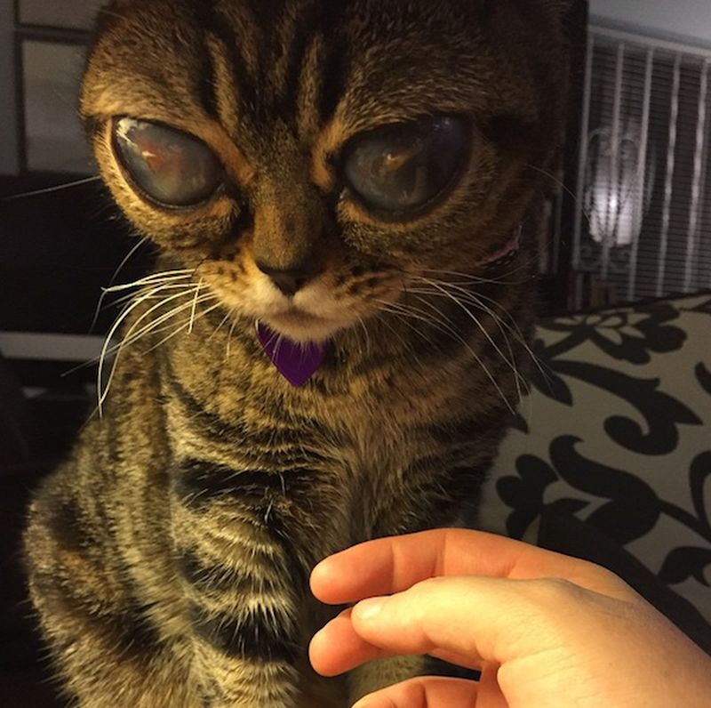Кошка, похожая на пришельца