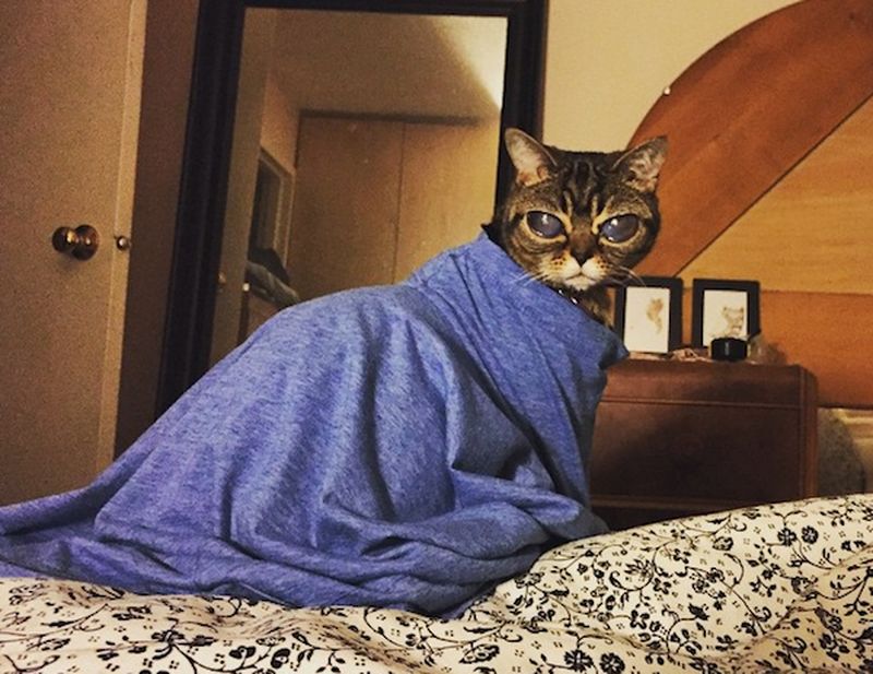 Кошка, похожая на пришельца