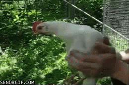Веселые гифки