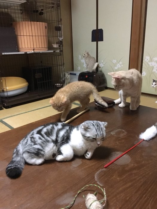 Японский отель, в котором можно взять кота в аренду Японский отель, в котором можно взять кота в аренду