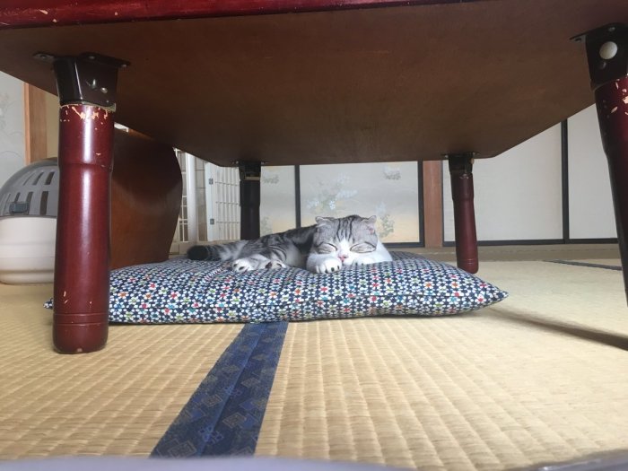 Японский отель, в котором можно взять кота в аренду Японский отель, в котором можно взять кота в аренду