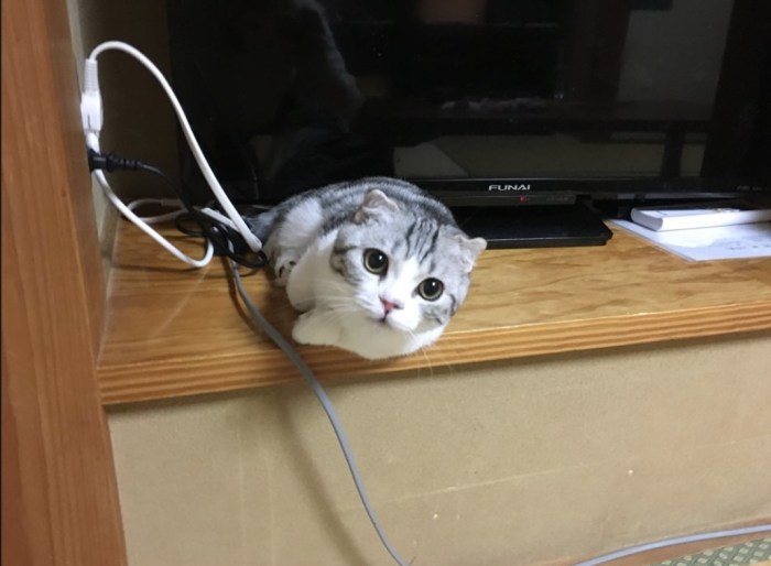 Японский отель, в котором можно взять кота в аренду Японский отель, в котором можно взять кота в аренду