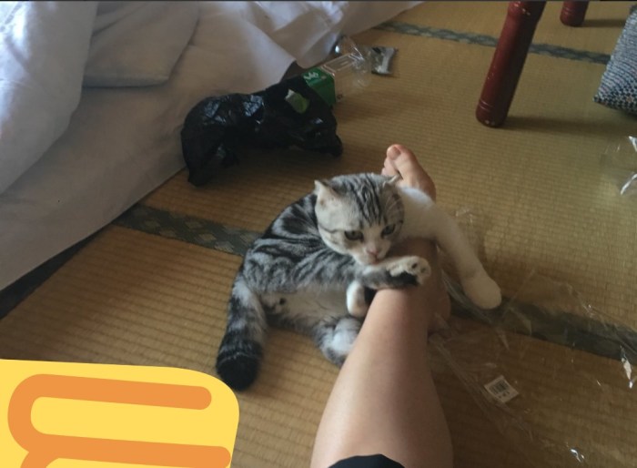Японский отель, в котором можно взять кота в аренду Японский отель, в котором можно взять кота в аренду