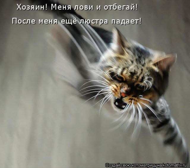 Лучшие котоматрицы недели
