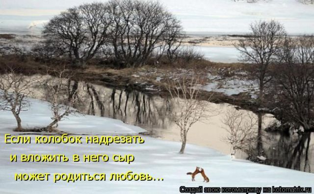 Лучшие котоматрицы недели