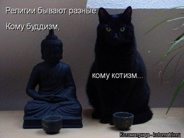 Лучшие котоматрицы недели