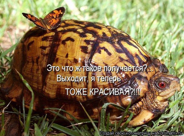 Лучшие котоматрицы недели