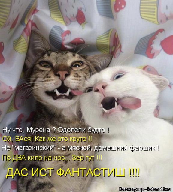 Лучшие котоматрицы недели