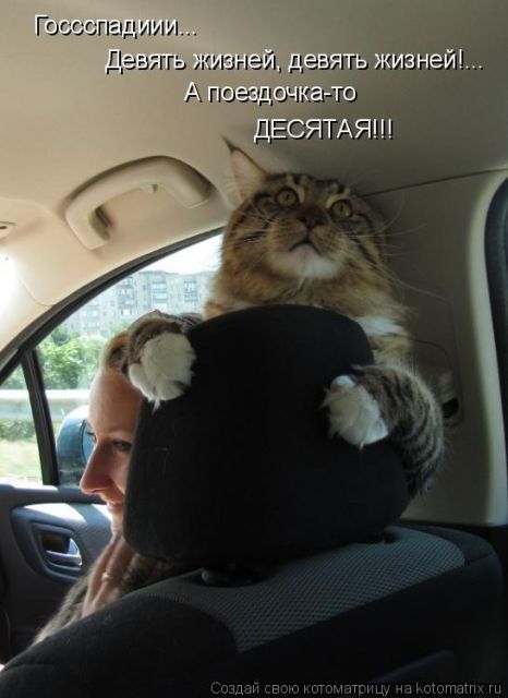 Лучшие котоматрицы недели