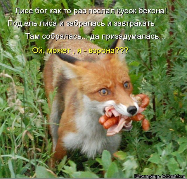 Лучшие котоматрицы недели