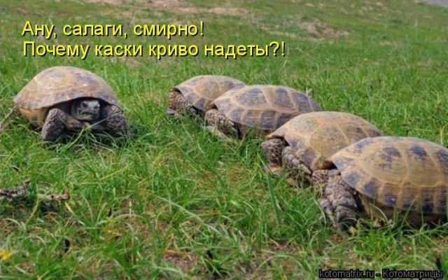 Лучшие котоматрицы недели