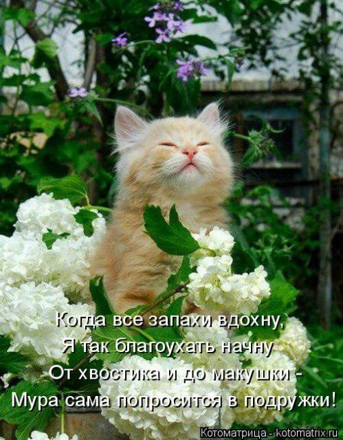 Лучшие котоматрицы недели