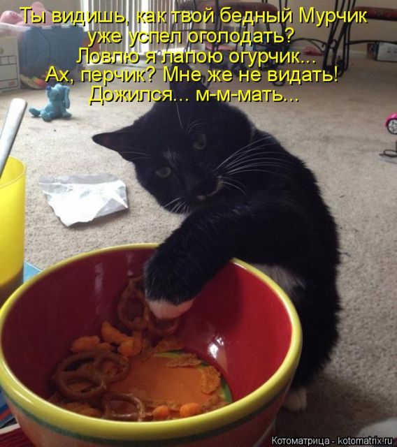 Лучшие котоматрицы недели