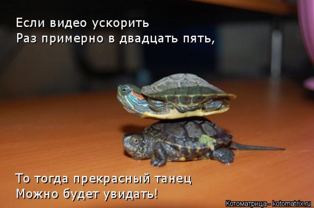 Лучшие котоматрицы недели