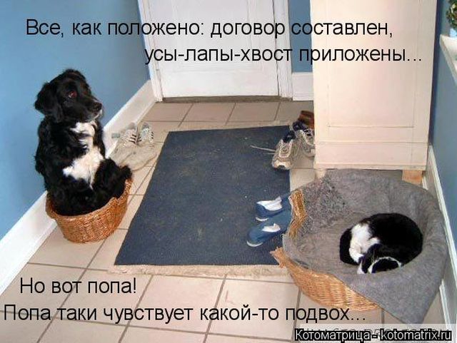 Лучшие котоматрицы недели