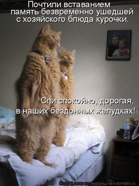 Лучшие котоматрицы недели