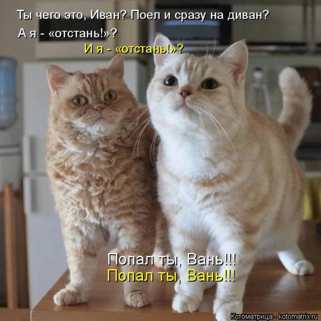 Лучшие котоматрицы недели