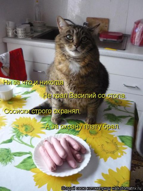 Лучшие котоматрицы недели