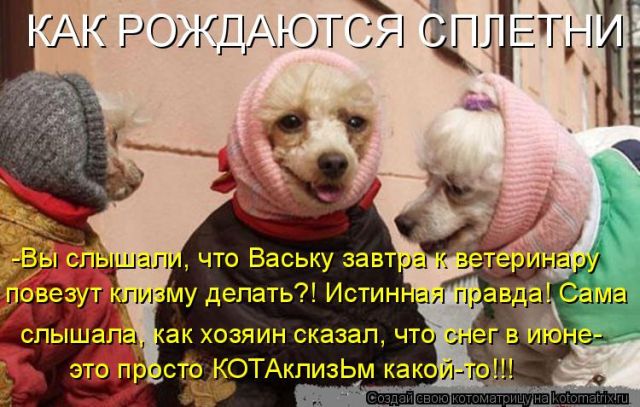 Лучшие котоматрицы недели