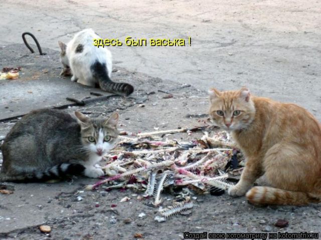 Лучшие котоматрицы недели