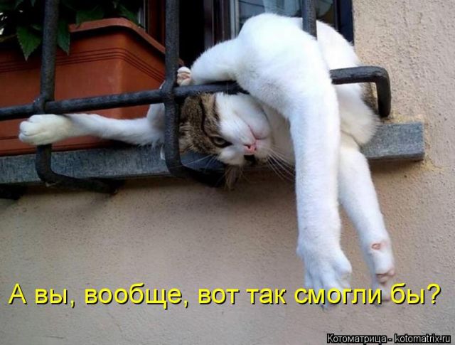 Лучшие котоматрицы недели