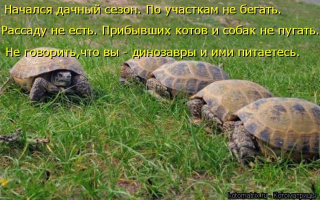 Лучшие котоматрицы недели