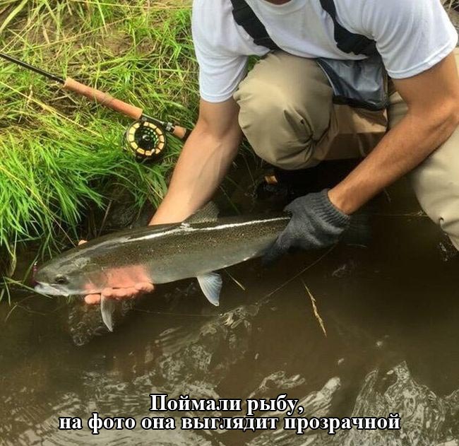 Порция картинок