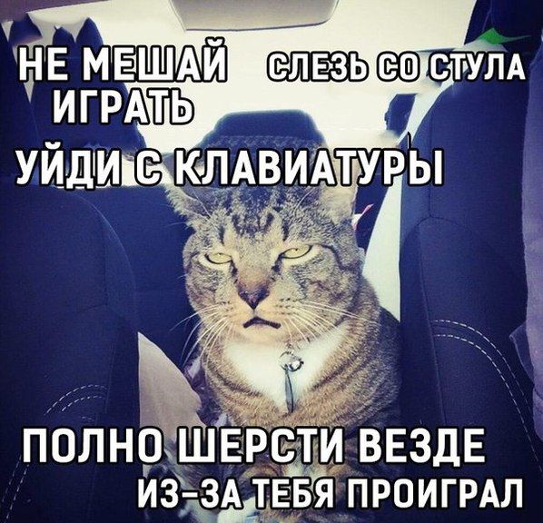 Порция картинок