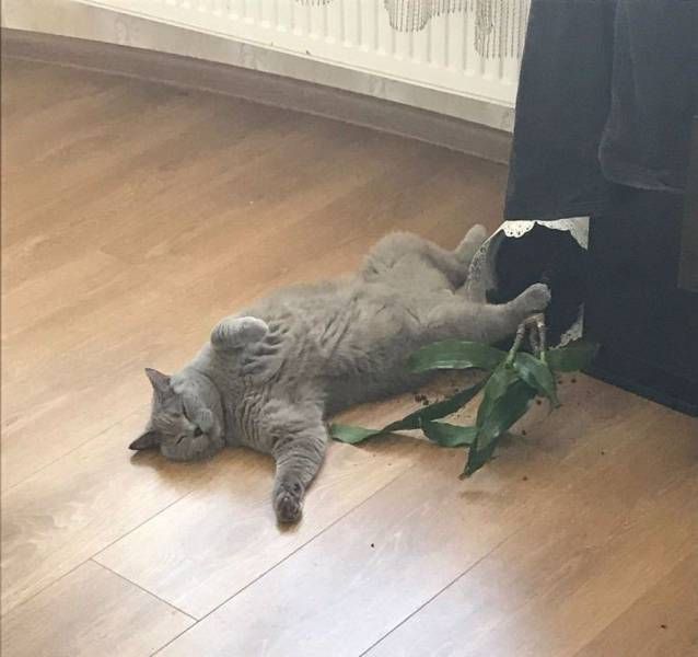 Прикольные картинки