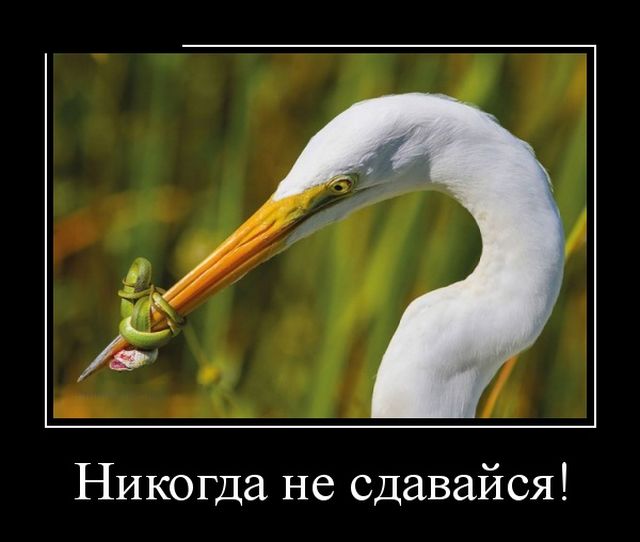Демотиваторы
