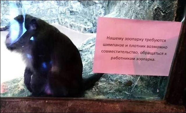 Забавные информационные объявления