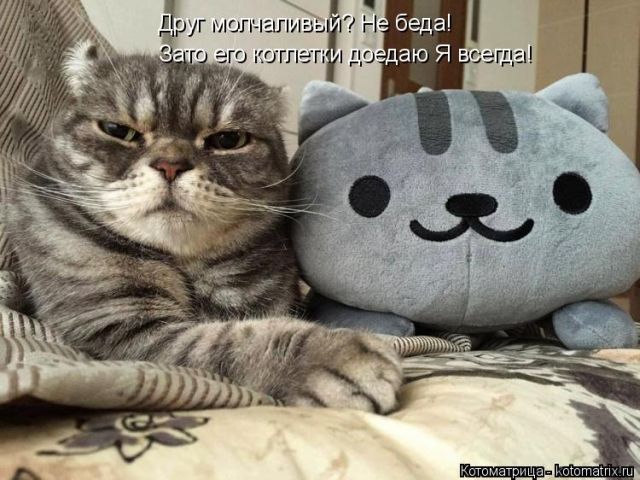 Лучшие котоматрицы недели