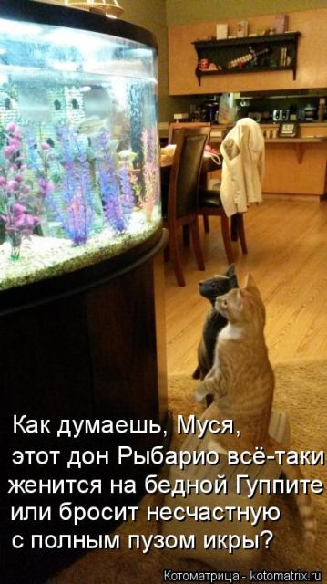 Лучшие котоматрицы недели