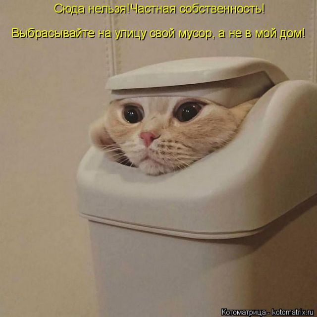 Лучшие котоматрицы недели