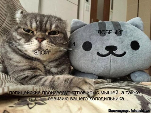 Лучшие котоматрицы недели