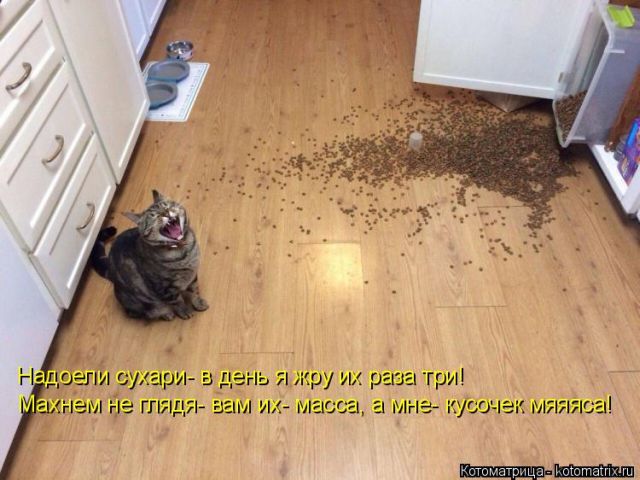 Лучшие котоматрицы недели