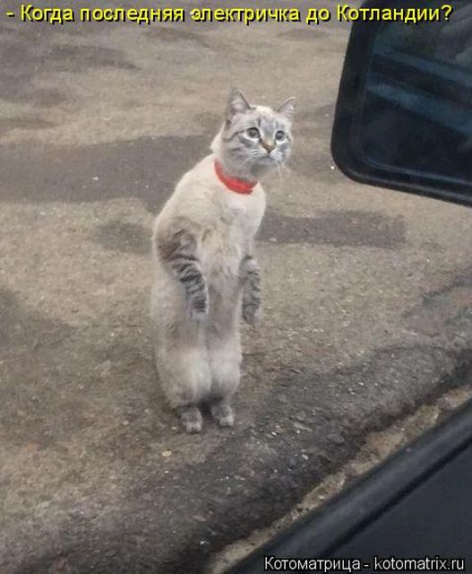 Лучшие котоматрицы недели