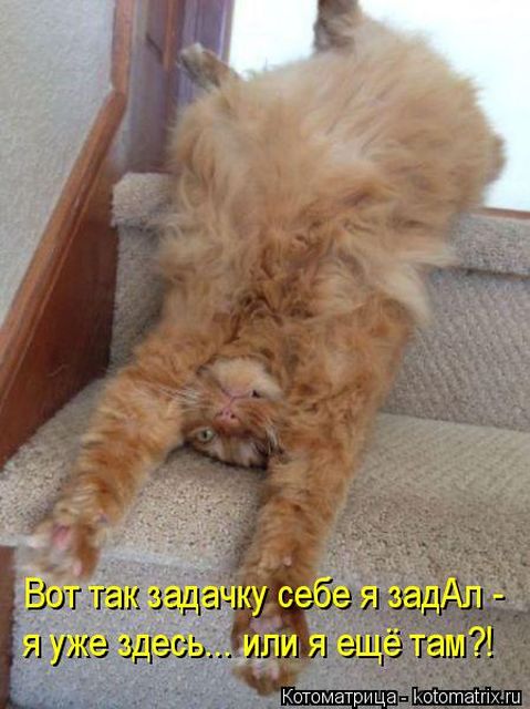 Лучшие котоматрицы недели