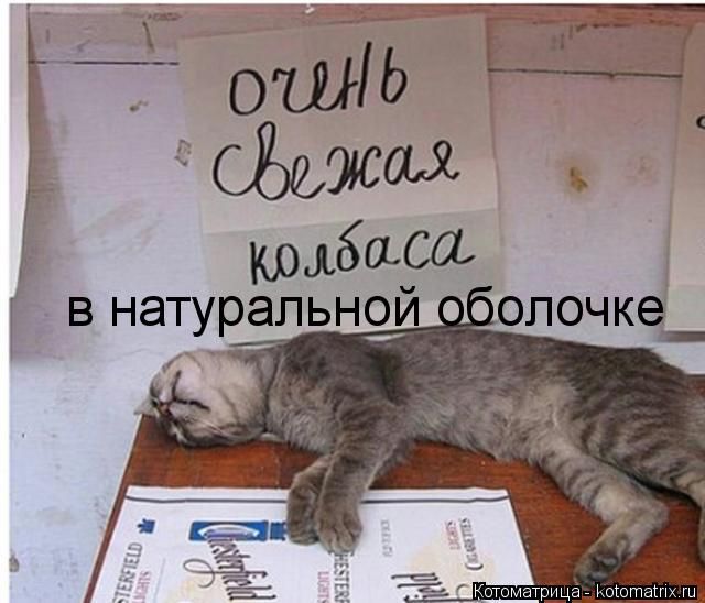 Лучшие котоматрицы недели