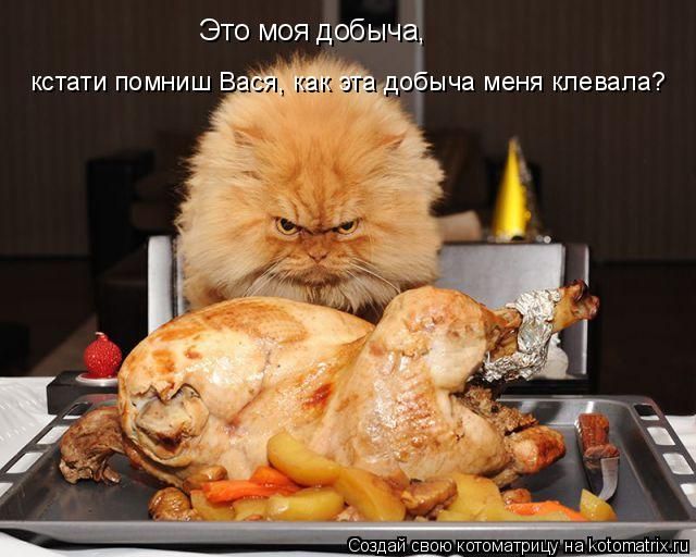 Лучшие котоматрицы недели