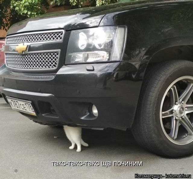 Лучшие котоматрицы недели